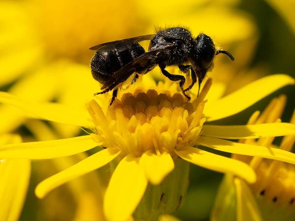 Tronkenbij (Heriades truncorum)